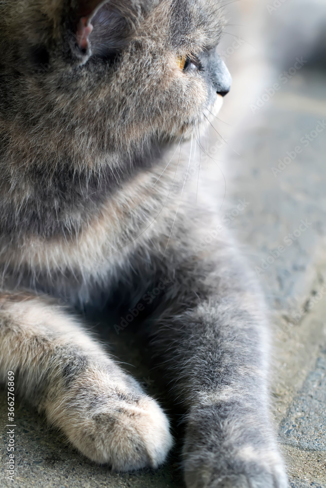 Fototapeta premium Beautiful and funny looks of a cute cat