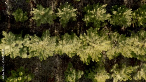 Wallpaper Mural aérea de floresta com topo árvores, pinheiros, alinhados em dia ensolarado Torontodigital.ca