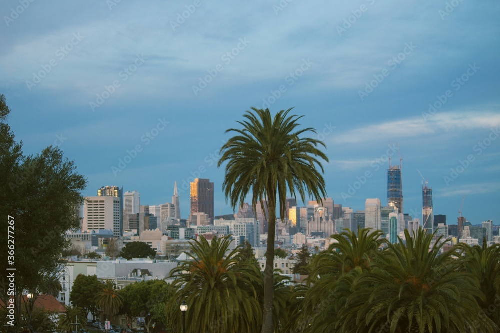 Fototapeta premium palm trees in the city