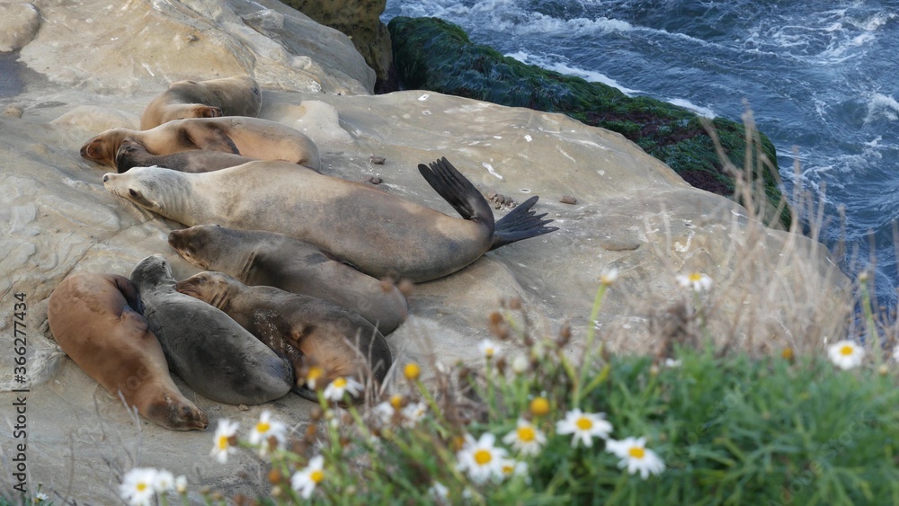 Sea lions on the rock in La Jolla. Wild eared seals resting near pacific ocean on stones. Funny lazy wildlife animal sleeping. Protected marine mammal in natural habitat, San Diego, California, USA Sea lions on the rock in La Jolla. Wild eared seals resting near pacific ocean on stones. Funny lazy wildlife animal sleeping. Protected marine mammal in natural habitat, San Diego, California, USA
