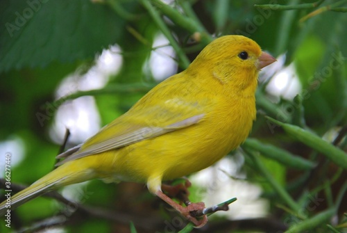  Yellow canary (Serinus mozambicus), Canary Islands, Tenerife 