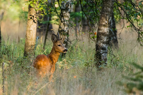 Roe deer in the sun on the veluwe.