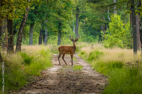 Red deer is standing on the road in the veluwe.
