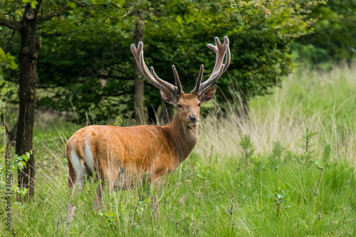 Male red deer on the veluwe.