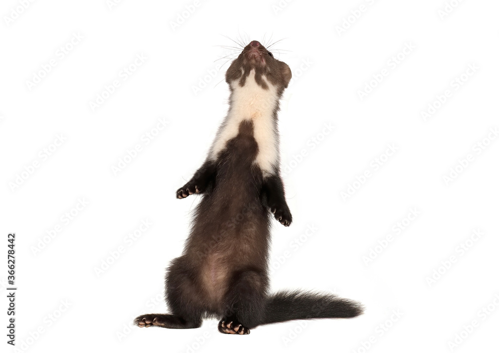 Stone marten, or Beech marten (Martes foina), isolated on White background Stone marten, or Beech marten (Martes foina), isolated on White background