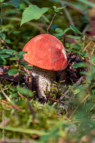 Young orange-cap boletus mushroom in the woods