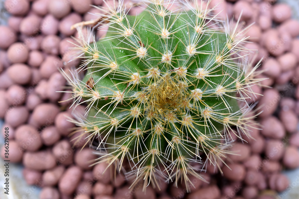 Fototapeta premium Cactus, which many people like to raise