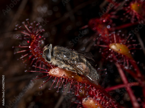 This is one of the very few carnivorous plants in the Finnish Lapland. This one has trapped an insect on its sticky leaf. Yll  slompolo  Kolari  Finland.