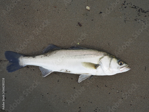 Wallpaper Mural シーバス Torontodigital.ca