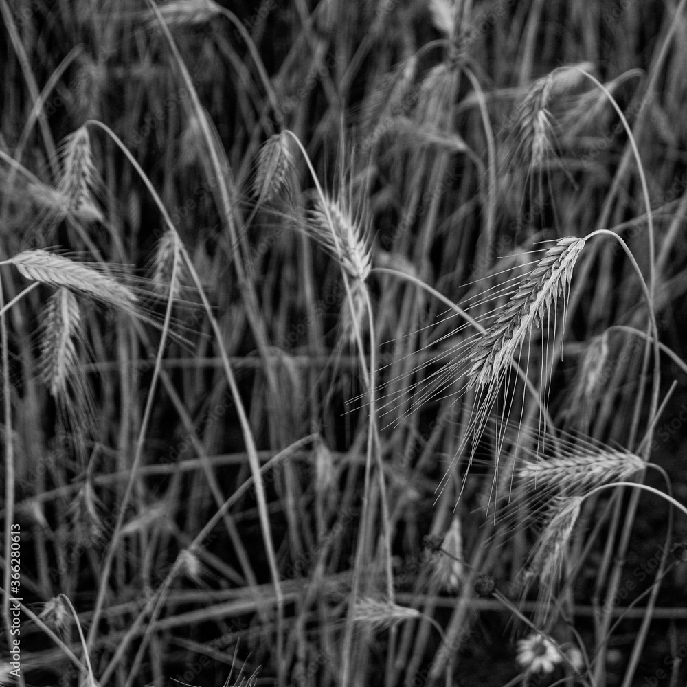 Fototapeta premium Der Anbau von verschiedenen Getreidesorten im Knoblauchsland