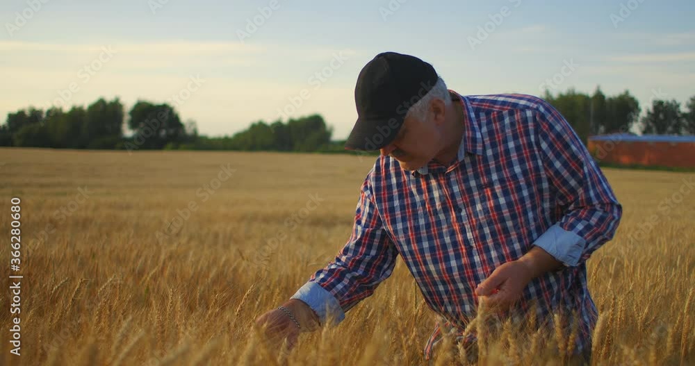 Senior Adult farmer in a field with spikes of rye and wheat touches his hands and looks at the grains in slow motion Senior Adult farmer in a field with spikes of rye and wheat touches his hands and looks at the grains in slow motion