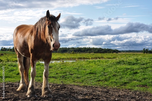 Artistic shot of Clydesdale Horse in field with dramatic sky and lighting