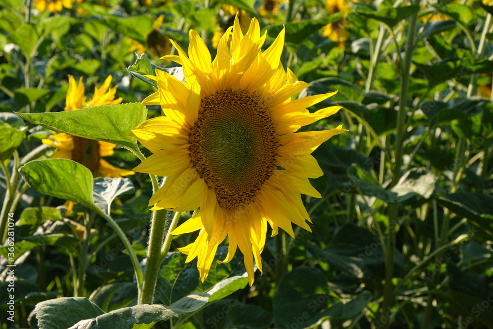Young sunflower Young sunflower