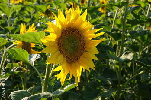 Young sunflower