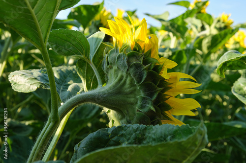 Young sunflower