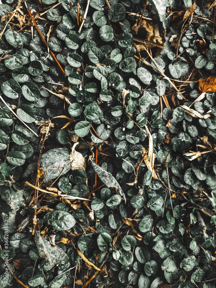 Obraz premium black and white background