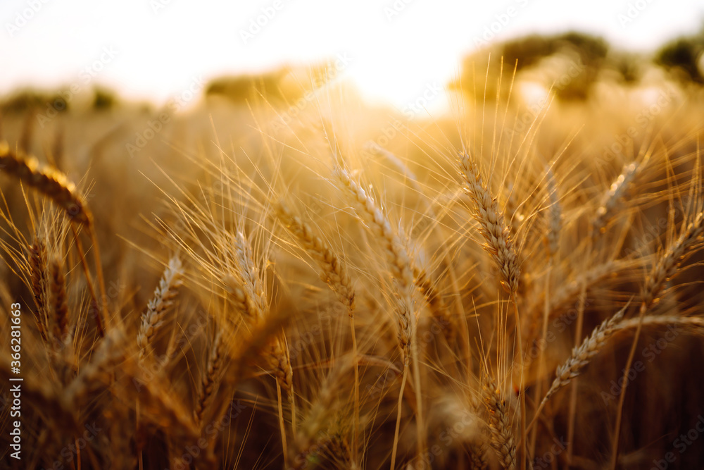 Fototapeta premium Gold wheat field. Rich harvest.