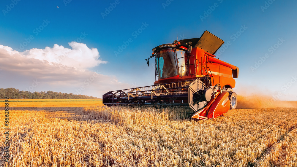 Harvesting grain in the field, harvester close-up. Bright, summer, daytime landscape. Harvesting grain in the field, harvester close-up. Bright, summer, daytime landscape.
