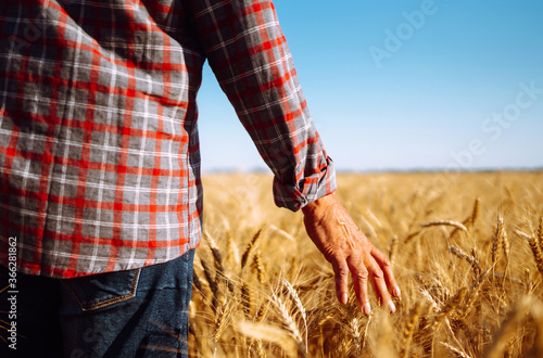 A man is on a wheat field and holds his hand over the ears. Hand touching the wheat. Agriculture and harvesting concept.