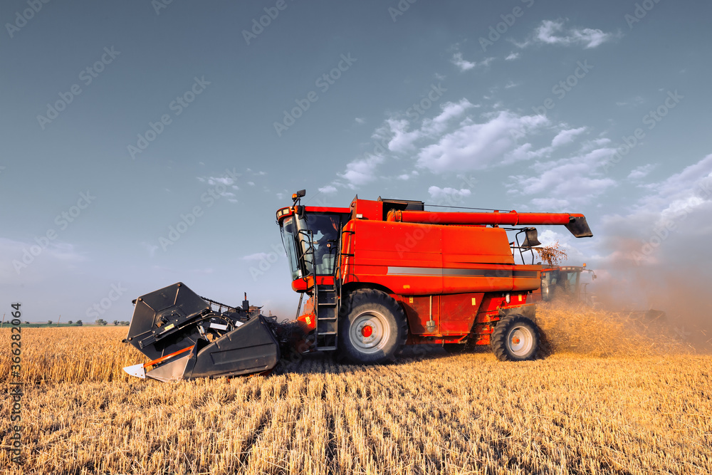 Fototapeta premium Harvesting grain in the field, harvester close-up. Bright, summer, daytime landscape.