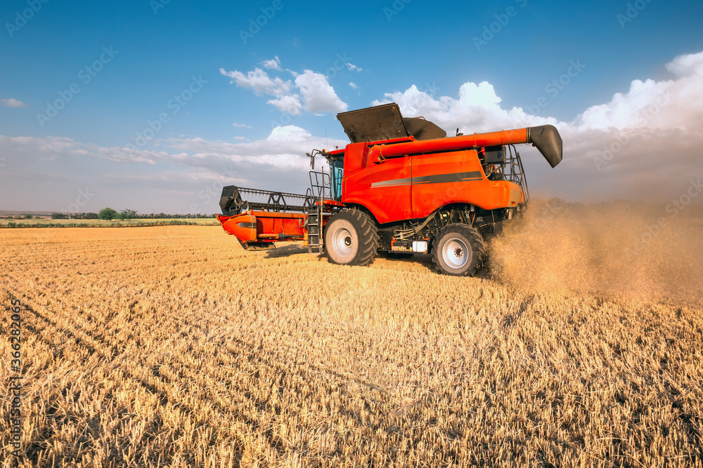 Fototapeta premium Harvesting grain in the field, harvester close-up. Bright, summer, daytime landscape.