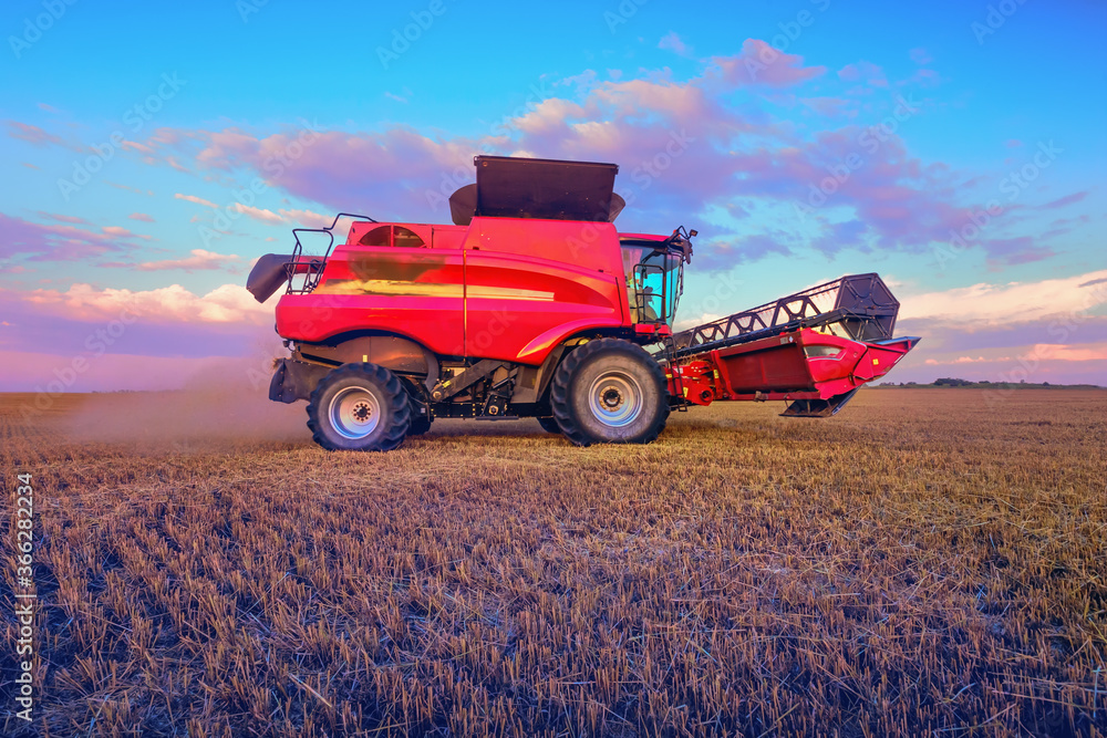 Fototapeta premium Harvesting cereals in the field, combine harvester close-up. Bright, morning, summer landscape at sunrise.