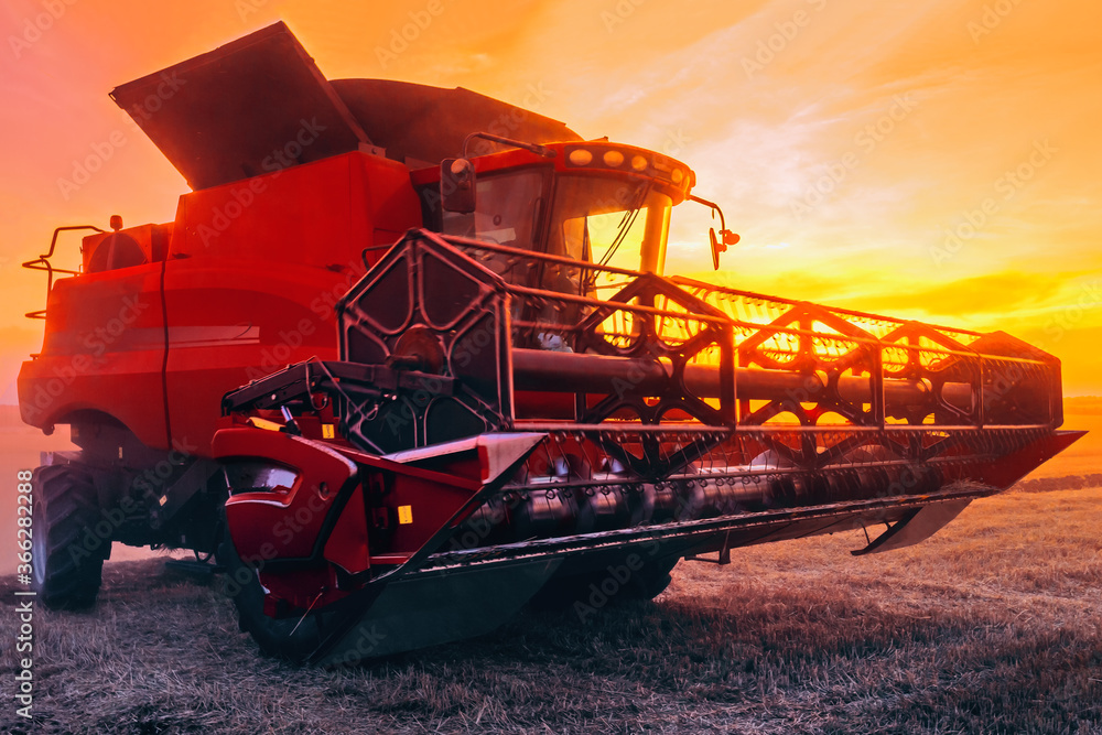 Fototapeta premium Harvesting cereals in the field, grain harvester close-up. Bright, evening, summer landscape at sunset.