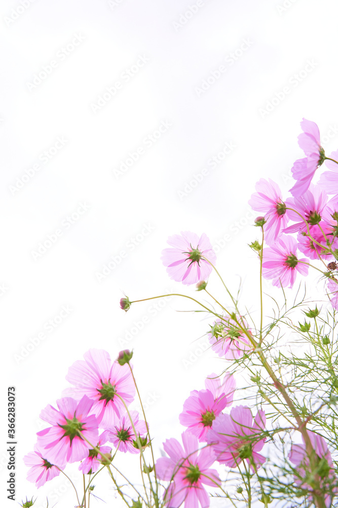 空背景のコスモスの花畑