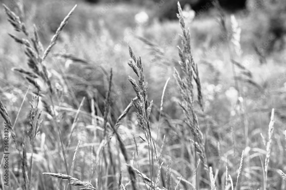 A meadow in the city center. Artistic look in black and white. A meadow in the city center. Artistic look in black and white.
