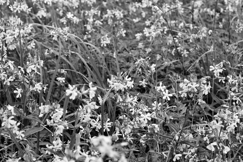 A meadow in the city center. Artistic look in black and white. photo