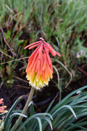 Kniphofia sp. close to Dullstroom, Mpumalanga, South Africa photo