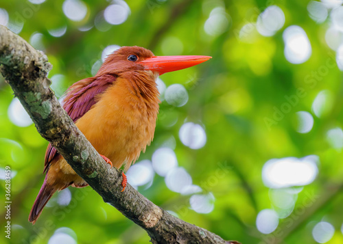 Ruddy Kingfisher perching on a tree branch with blurry background