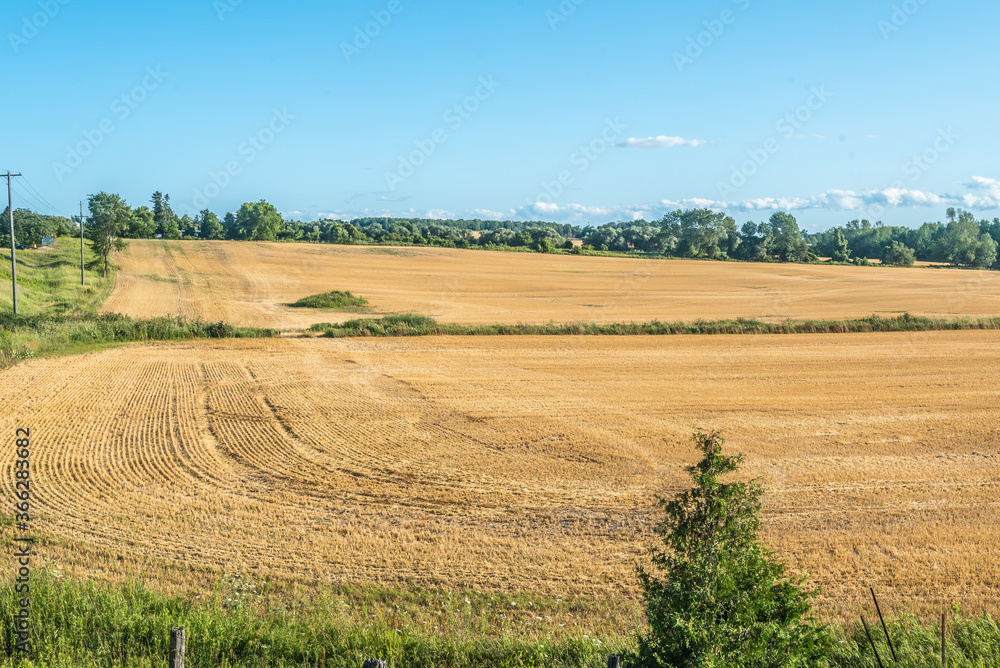 Yellow farm field Yellow farm field