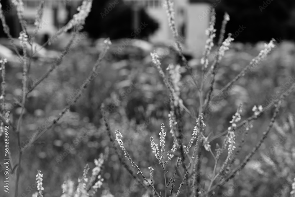A meadow in the city center. Artistic look in black and white. A meadow in the city center. Artistic look in black and white.