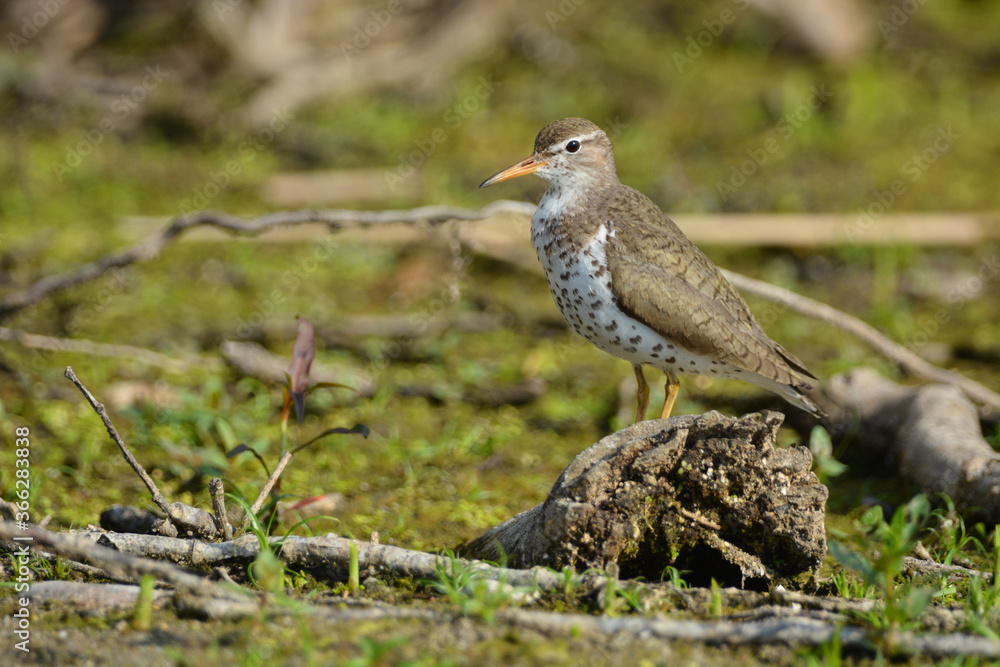 Obraz premium Spotted Sandpiper bird 