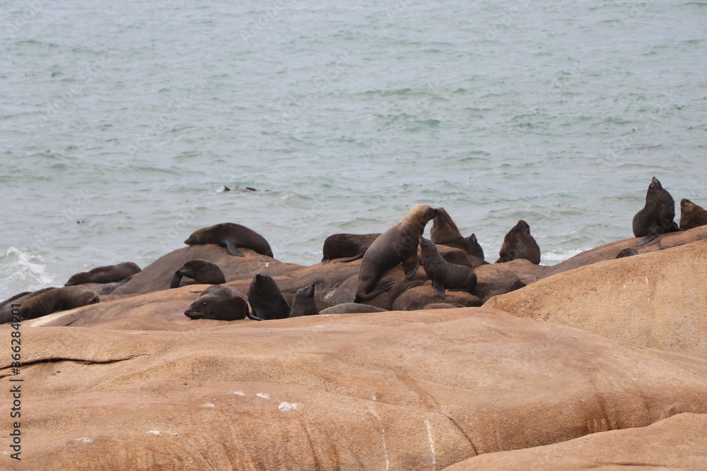 Fototapeta premium Fur seals basking on the rocks. Cabo Polonio environmental reserve.