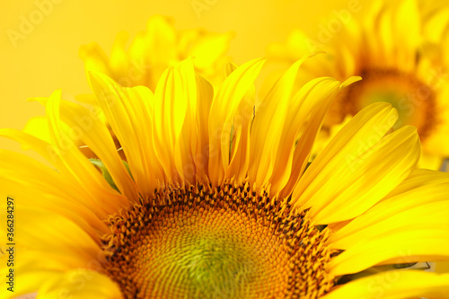 Beautiful sunflower on yellow background  close up