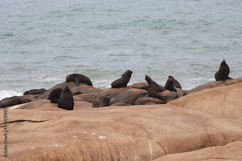 Fur seals basking on the rocks. Cabo Polonio environmental reserve.