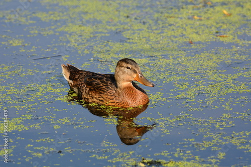 Photos Female Mallard duck swimming in the duck weed