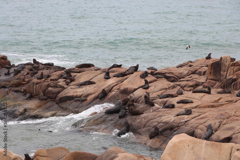 Fur seals basking on the rocks. Cabo Polonio environmental reserve. Fur seals basking on the rocks. Cabo Polonio environmental reserve.