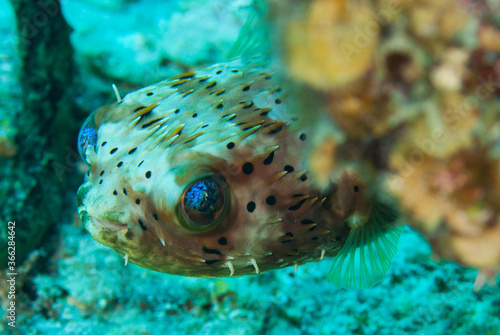 A burrfish is a type of pufferfish that has an interesting gold tint to its eyes. This onw was shot on the reef where it lives naturally