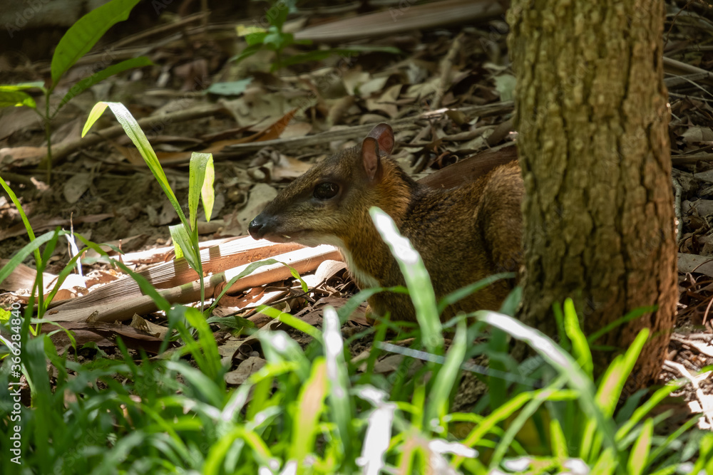 Obraz premium Lesser Mouse-deer