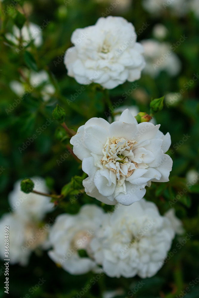 The white rose in countryside garden The white rose in countryside garden