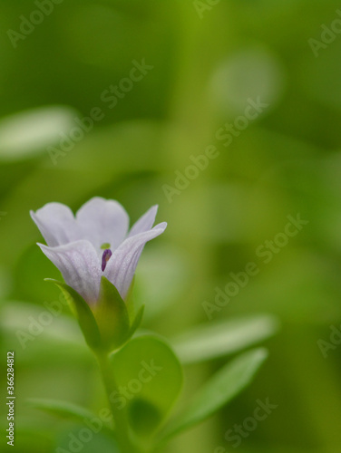Petite fleur blanche aquatique