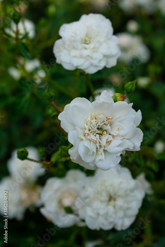 Fototapeta Naklejka Na Ścianę i Meble -  The white rose in countryside garden