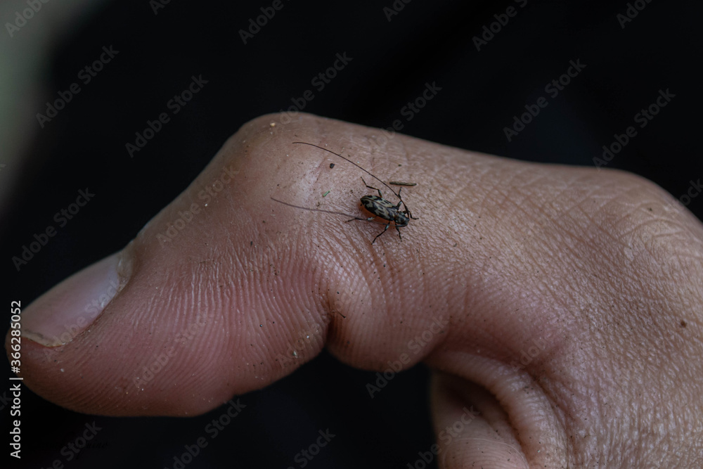 mosquito sucking blood mosquito sucking blood