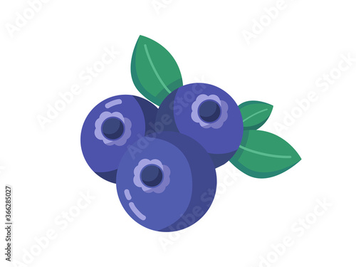 Blueberry vector illustration. Blueberry   vector design.