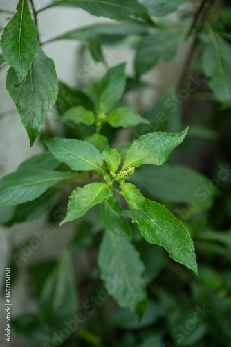 A close up image of African Basil growing in a garden © Mujib