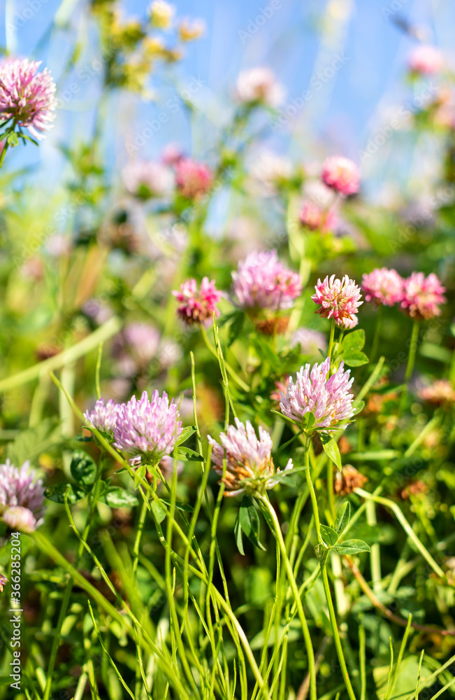 Pink flowers in the field Pink flowers in the field