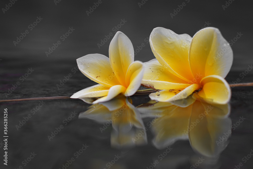 Fototapeta premium Beautiful white frangipani flowers on the water